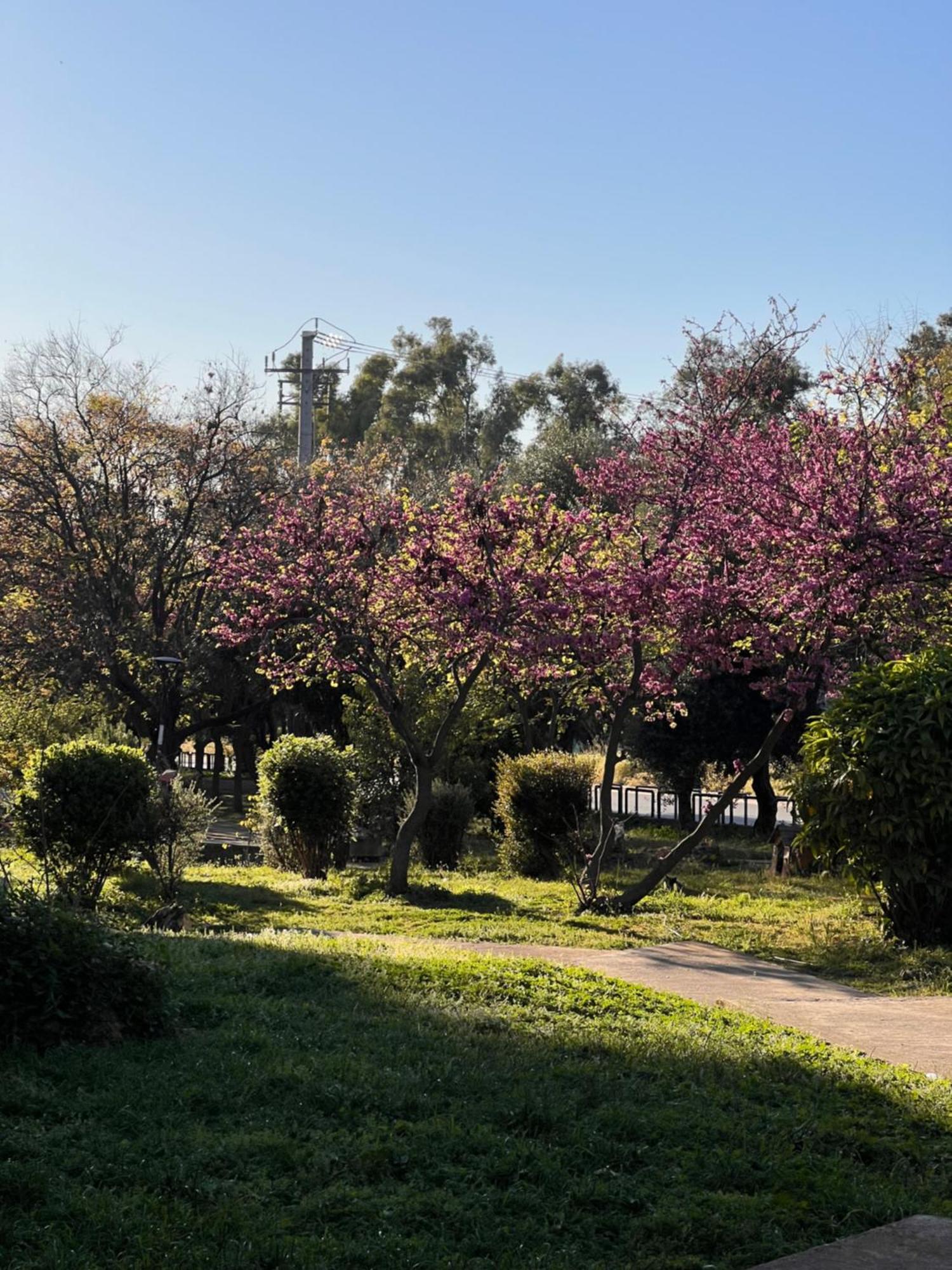 Apartament Sunny Atena